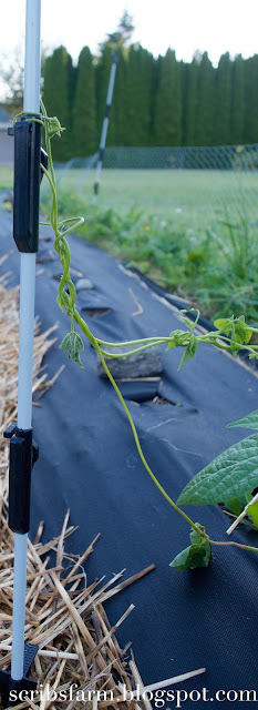 Bean vines