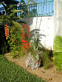 Russelia equisetiformis, coral or firecraker plant