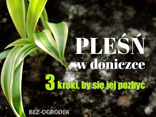 3 domowe sposoby na usunięcie pleśni z kwiatów domowych