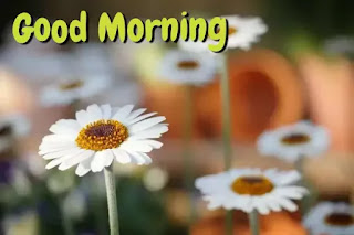 Good morning flower images free download