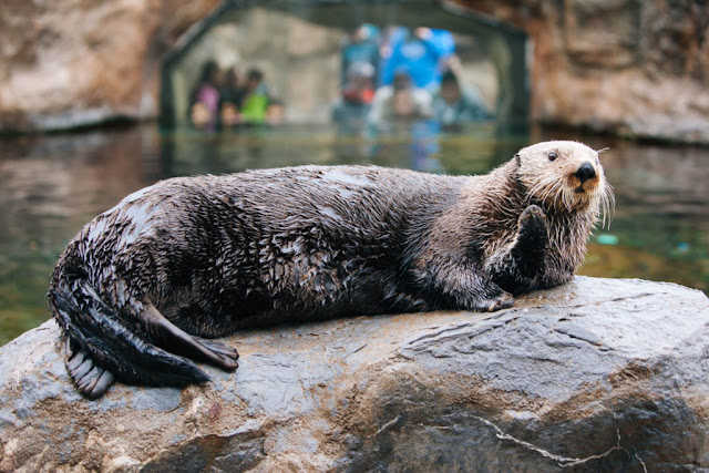 Sea Otter - Nutria Marina