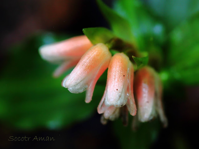 Goodyera foliosa