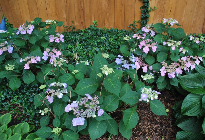 Rosemarie39;s Garden: In Bloom: Hydrangea 39;Twist n Shout39;