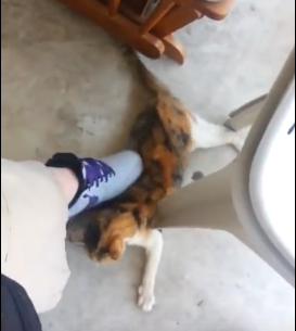 cat being beaten