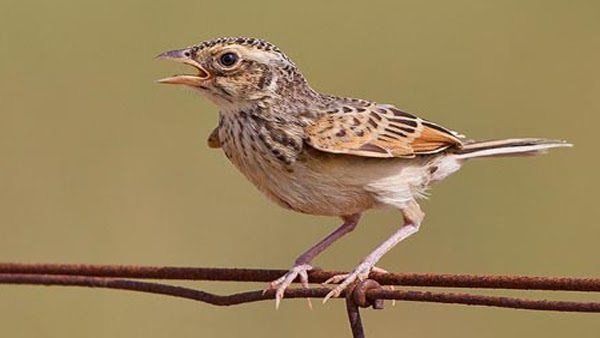 Gambar burung branjangan