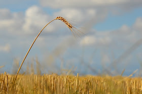 http://www.reuters.com/article/2014/09/30/us-mideast-crisis-wheat-idUSKCN0HP12J20140930