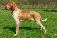 Braco Italiano