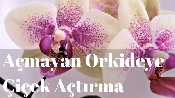 çiçek açmayan orkideye çiçek açtırma