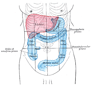 Colon, Stomach, and Liver