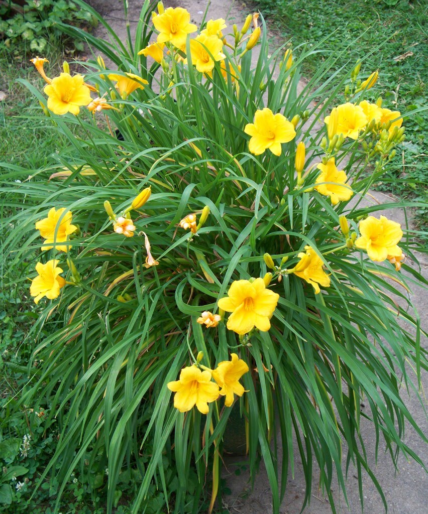 types of flowers yellow Yellow Daylily Plants | 852 x 1024