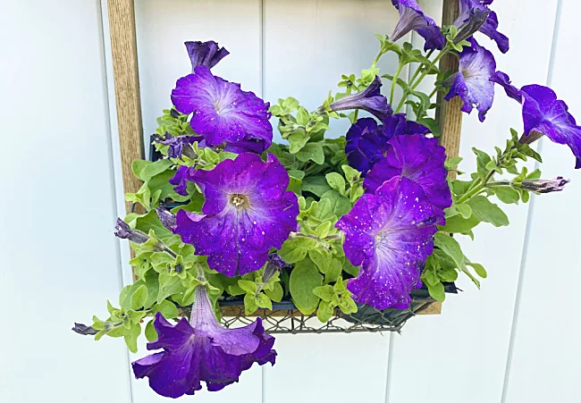 purple petunias