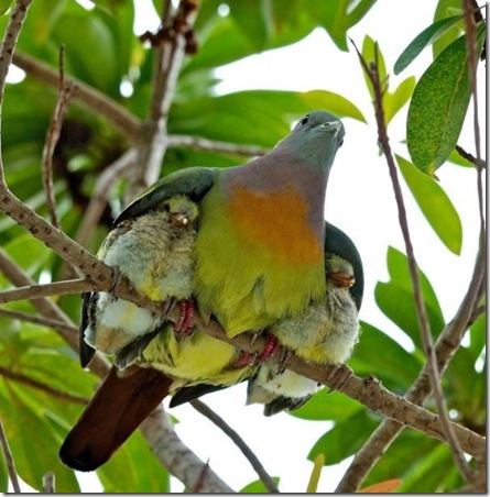 shelter with hiswings
