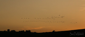 Gänse am Abendhimmel