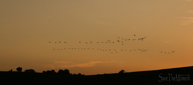 Gänse am Abendhimmel