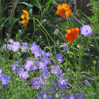 Campanula carpatica and Cosmos sulphureus