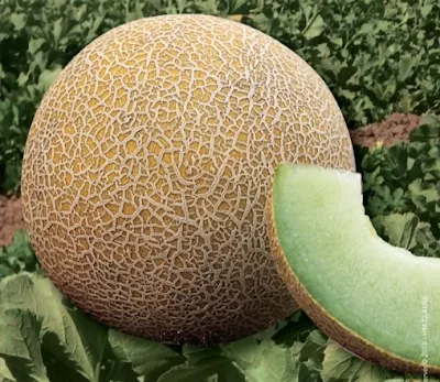 Masada Melon Galia
