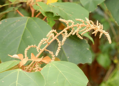 白匏子的雄花序