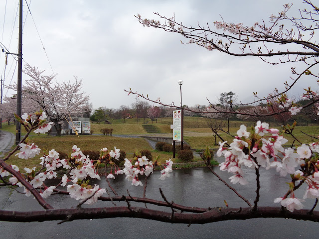 伯耆町総合スポーツ公園のソメイヨシノ桜