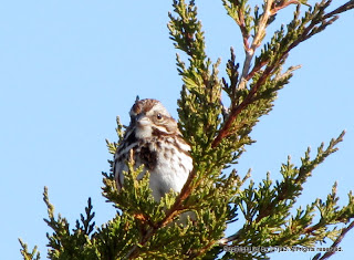 Song Sparrows