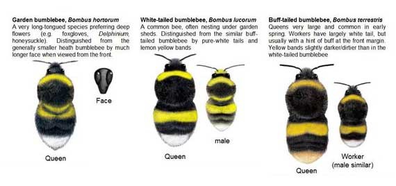 tatoo lady bumble bees. book idea of a Bumble Bee