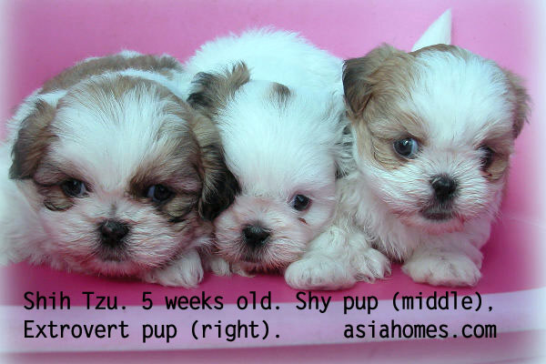 79+ Just Born Shih Tzu Newborn Puppies