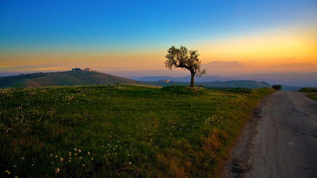 Tree and the Sunset