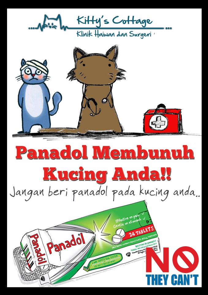 Jangan Sesekali Bagi Kucing Makan Panadol Kerana.