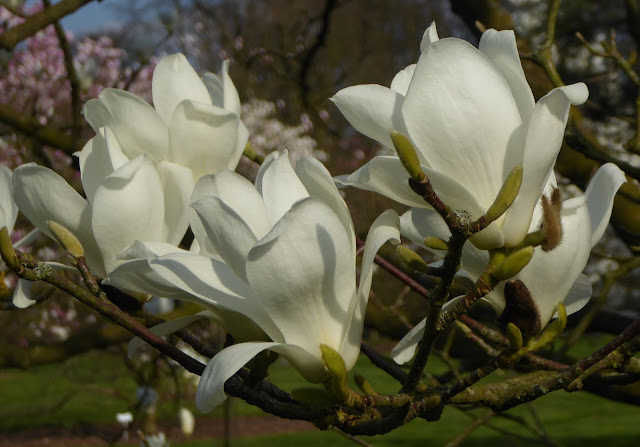 Магнолия обнажённая / Магнолия голая (Magnolia denudata)
