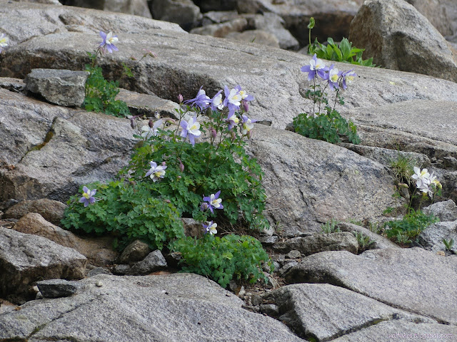 31: blue and white and showy flowers