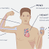 Effects of Caffeine on your body