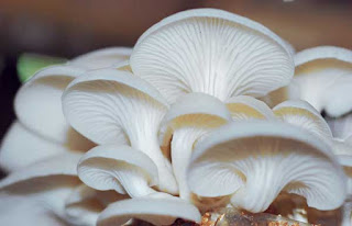 jamur dapat meningkatkan kekebalan tubuh