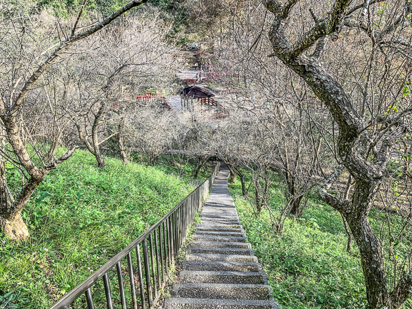 桃園龍潭石門水庫梅園梅花盛開，賞完石門水庫楓葉換梅花開