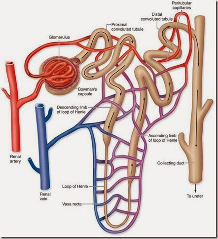 mammals_-_nephron