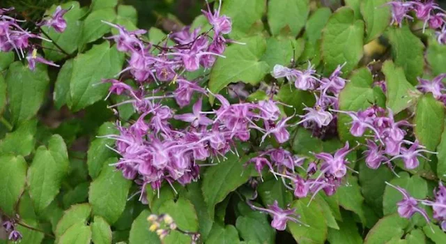 Medicinal Plants for Penis Size Enlargement