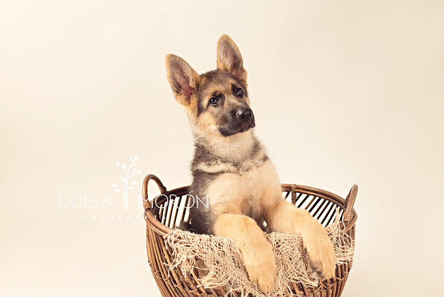 Fotografía de mascota en Málaga - Luisa Morón 