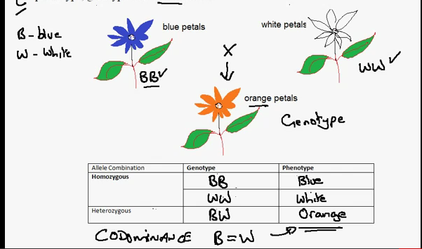 MimiBiology: 3.18c Codominance