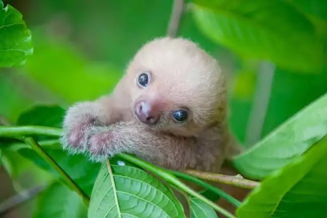 Organization Rehabilitates Baby Sloths That Lost Their Moms
