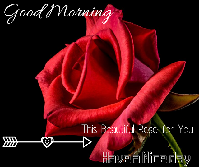 a red rose Good Morning  Images