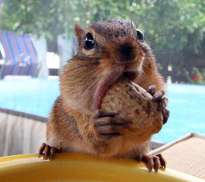 Chipmunk swallowing a peanut