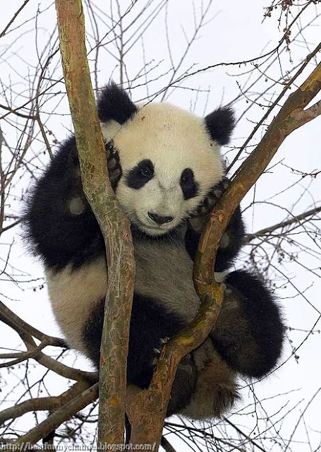 Funny panda 