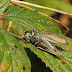 Roesel's Bush Cricket