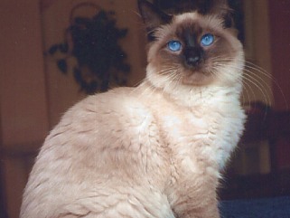 Funny Balinese Cat