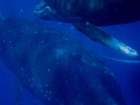 humpback whale mom and calf