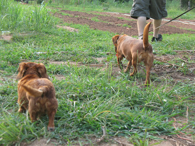 two dachshunds walking