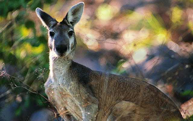 Kangaroo Wallpapers