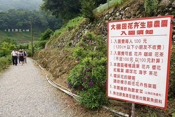 5 陽明山 繡球花 大梯田 竹子湖