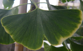 Ginkgo Biloba /Maidenhair leaf