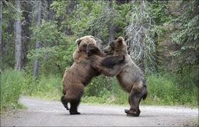 Bears fighting pictures, animals fighting, wild animals