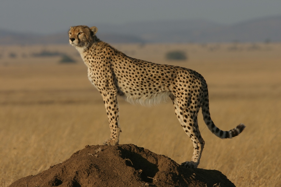 Sprinting towards extinction? Cheetah numbers crash globally