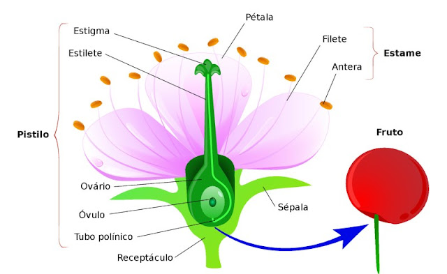 As partes da flor
